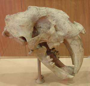 Crane de Smilodon