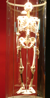 le squelette de Pierette